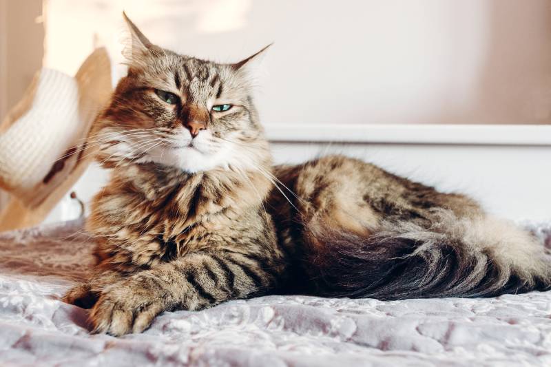 beautiful maine coon cat