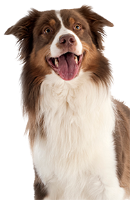 Collie dog
