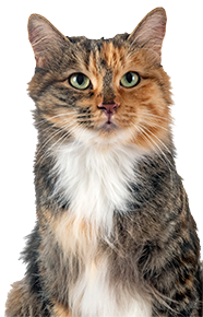 calico cat