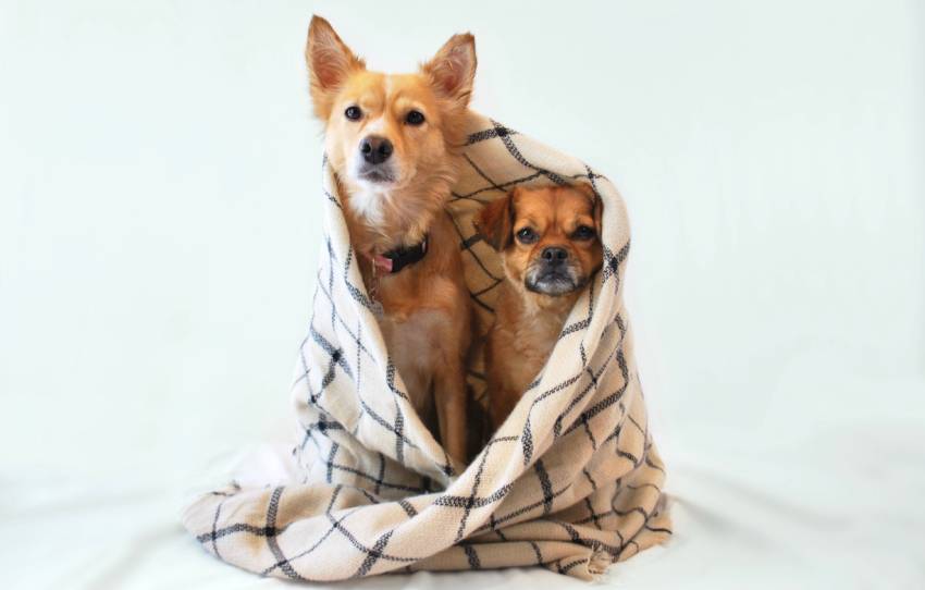 Two dogs bundled up in a blanket