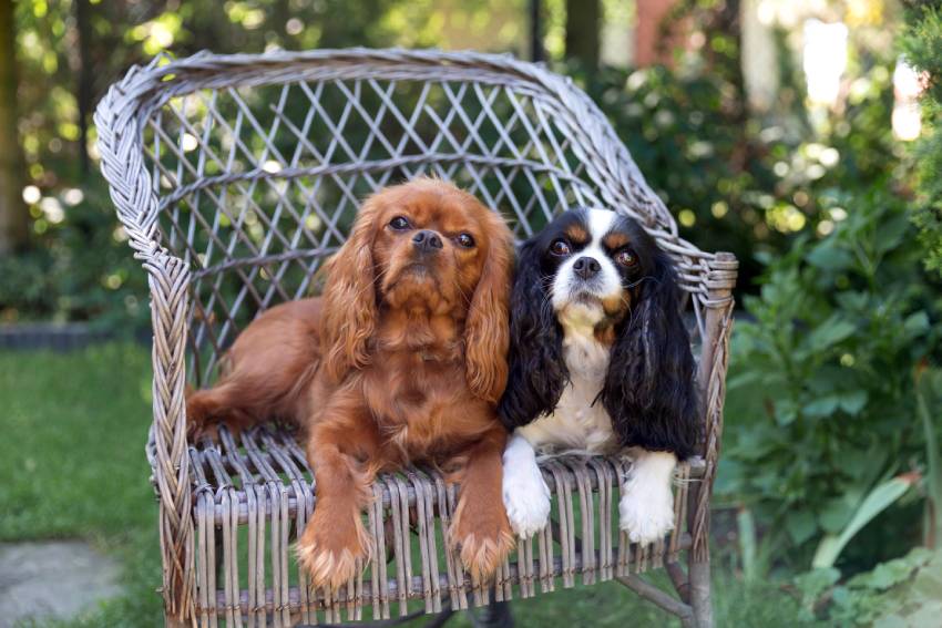 Two dogs relaxing together